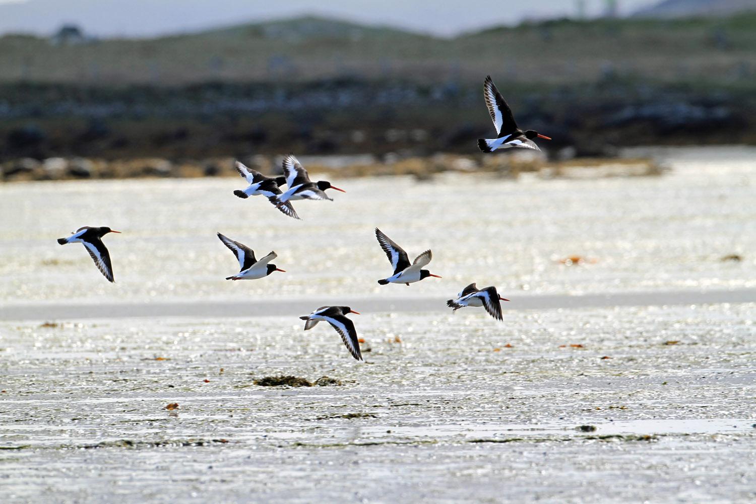 Eine Gruppe Austernfischer (Vogelart) fliegt knapp über nassen Sand