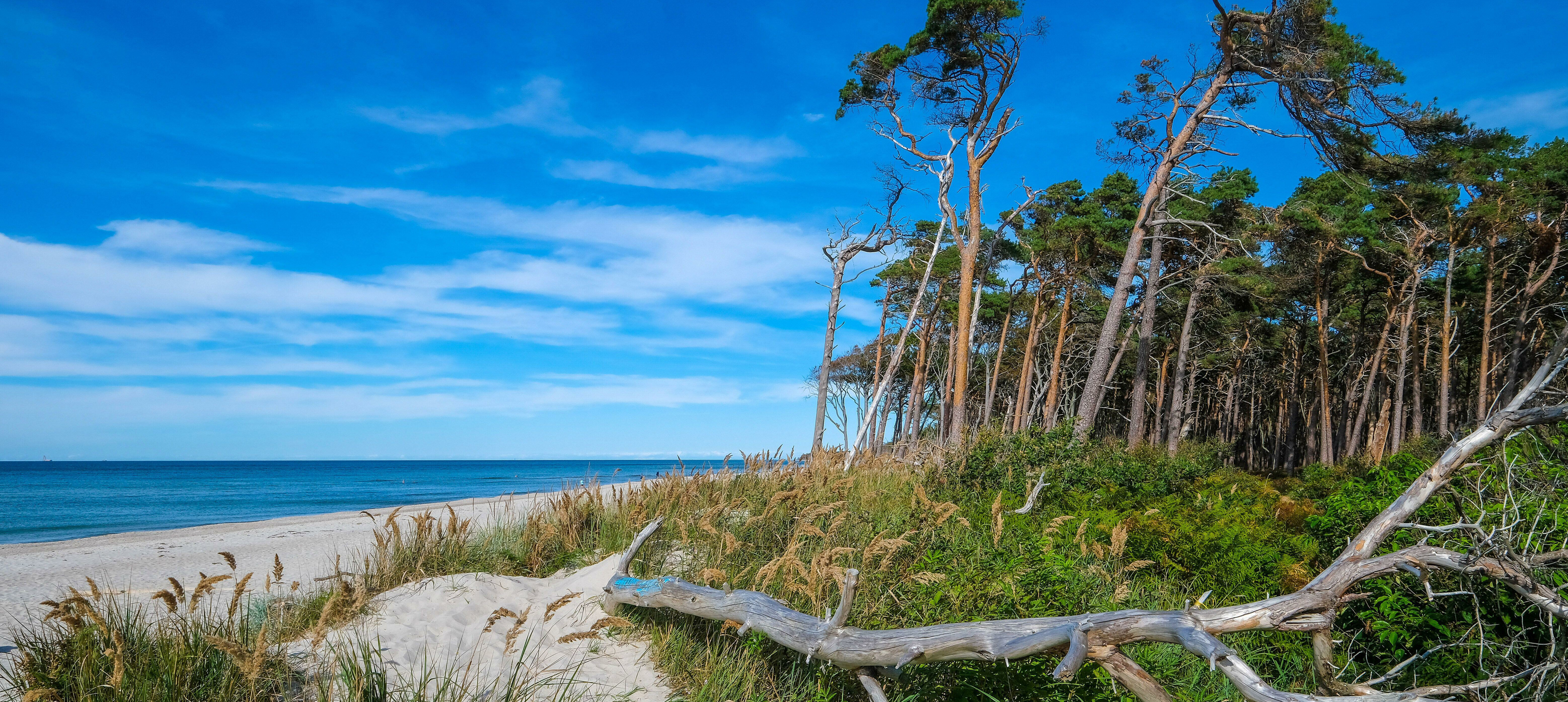 Darßer Weststrand nördlich von Ahrenshoop, Fischland-Darß-Zingst